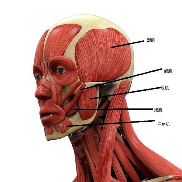 头部肌肉结构图及名称图片