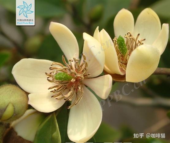 夜合花开香满庭,夜深微雨醉初醒 ——岭南习用本草|广东合欢花 - 知乎