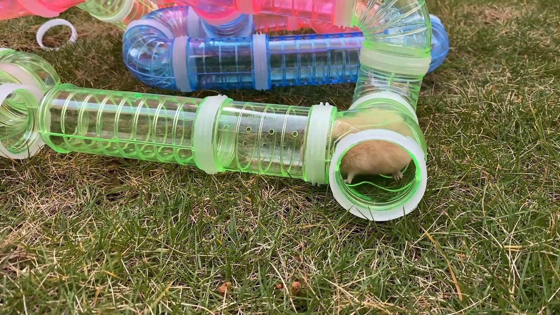 主人用管道给小仓鼠做了一个楼梯小仓鼠玩得好有趣