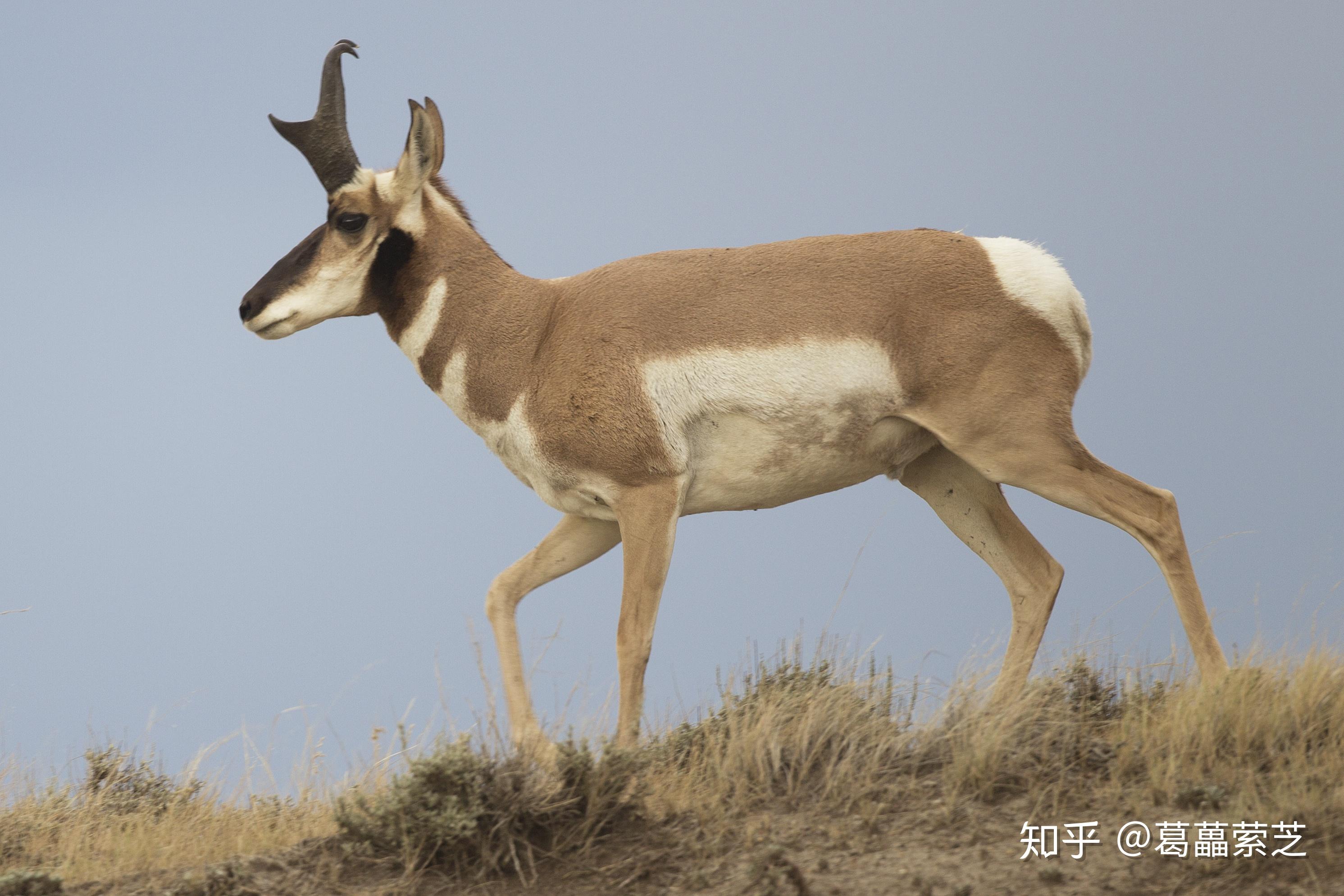 器官61角角的种类有哪些牛角和鹿角的区别是美羊羊是男孩子么