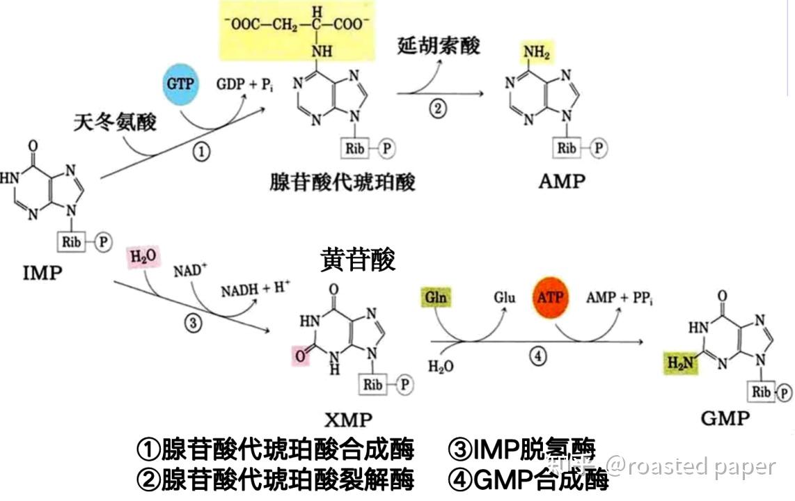 生化与分子生物学——代谢篇之核苷酸代谢 - 知乎