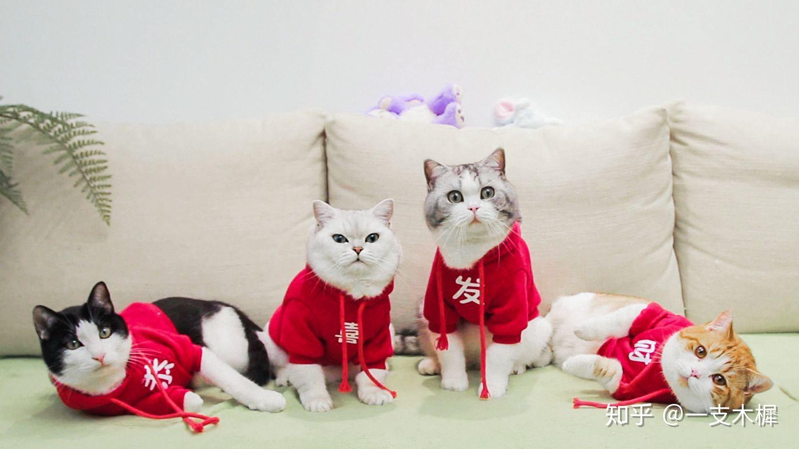 如何看待 b 站 up 主花花与三猫catlive 被质疑知后院买后院?