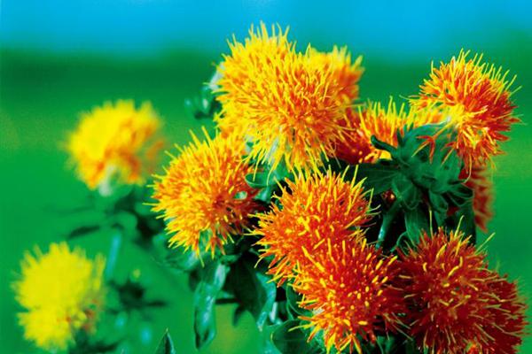 无刺红花之乡新疆裕民