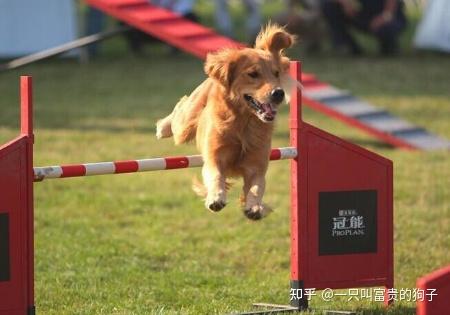 狗为啥会突然瘸腿 v2-d67b2c5a87f5a3255a48c26b0ebea1d9_r.jpg