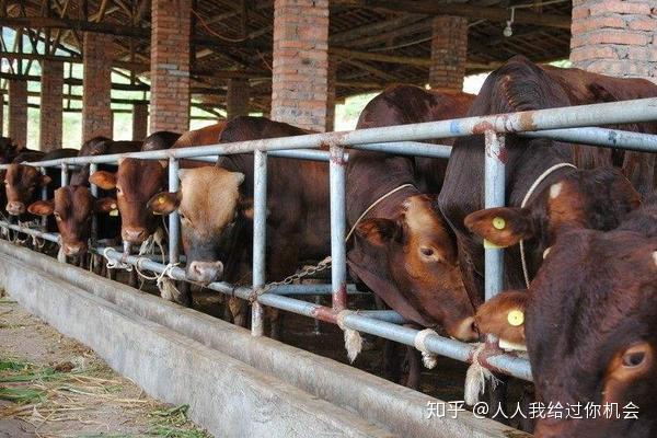 牛吃什麼長得快自制牛飼料配方表附牛的餵養技巧與注意事項