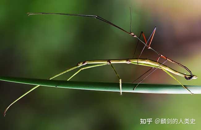【动物界全系列】竹节虫目—叶竹节虫科