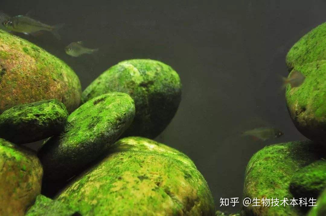 水藻防治图鉴丨新手易懂治理方法明确丨再严重的鱼缸暴藻也能妙手回春