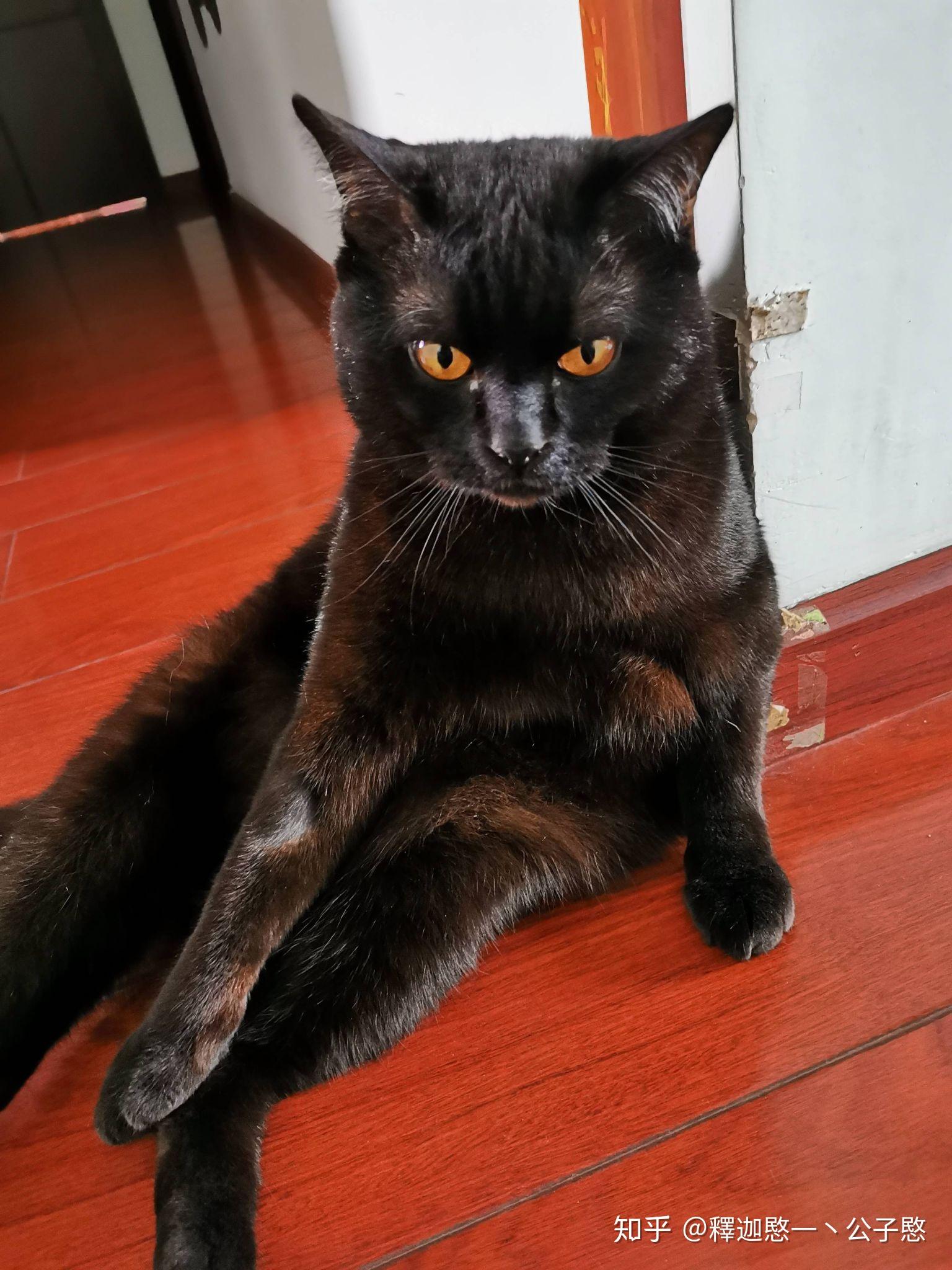 一只叫做幽灵的猫