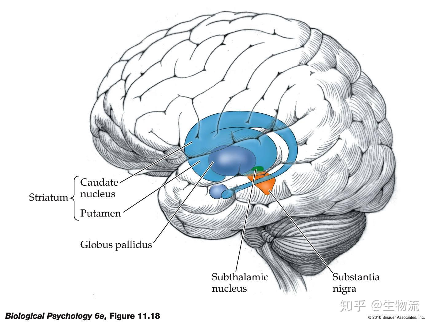 从进化角度看大脑盛极一时的三重脑模型