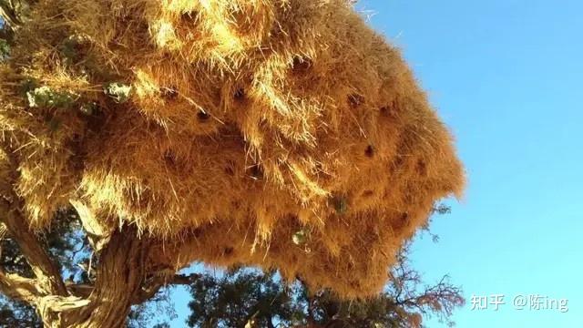 庞大的鸟巢构成可以让鸟儿能更好地适应沙漠中剧烈变化的温度,中心区