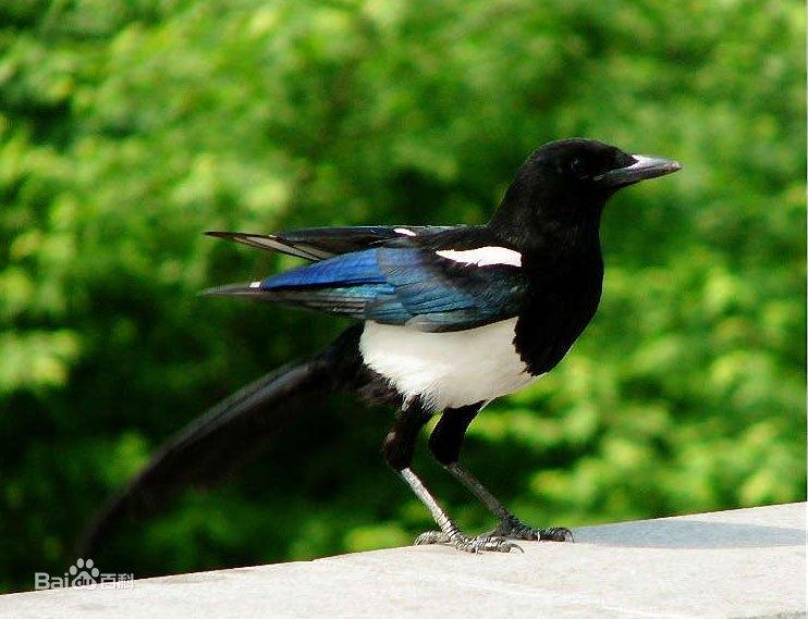 【青耕】即 干鹊