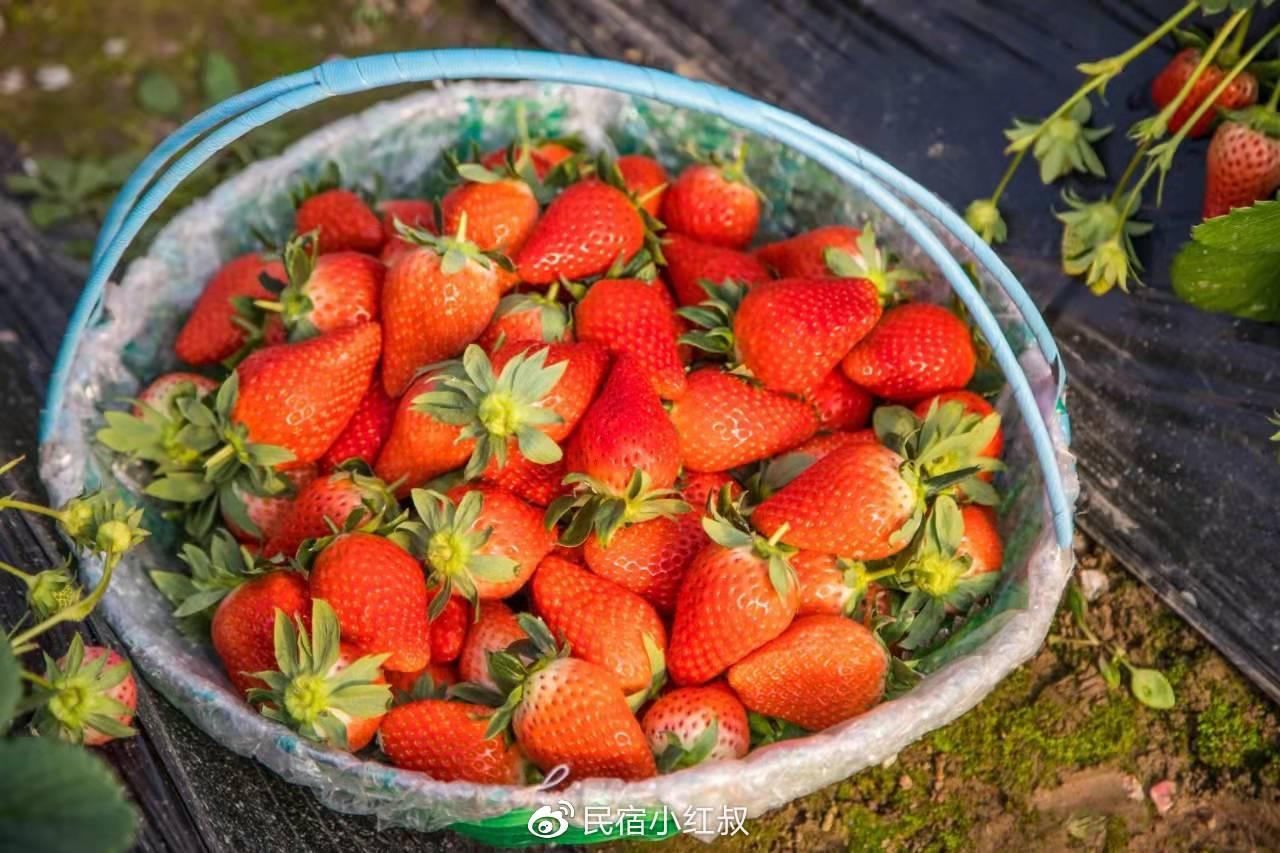 察布查尔锡伯自治县：大棚草莓熟了 乐了游客 富了果农 -天山网 - 新疆新闻门户