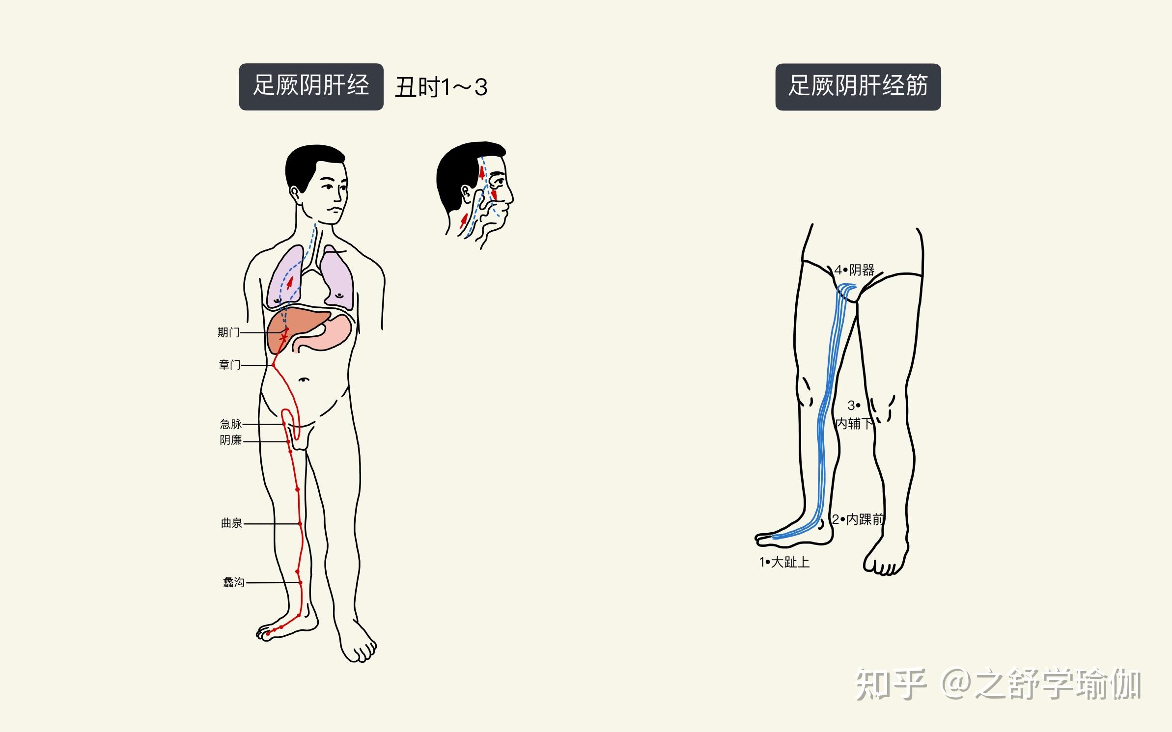 总结瑜伽如何作用到十二经络