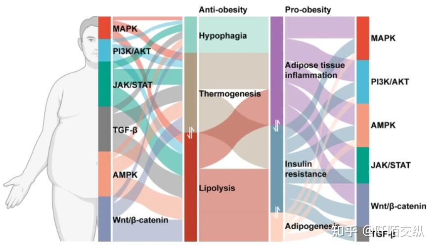 Signal Transduction and Targeted Therapy：从信号通路机制研究和解决肥胖