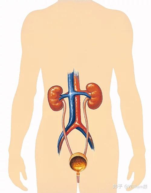 人体解剖学泌尿系统