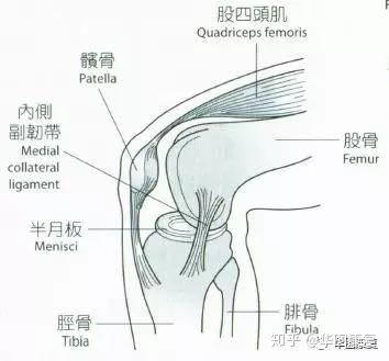 姿勢膝關節解剖學觀點與肌動學觀點