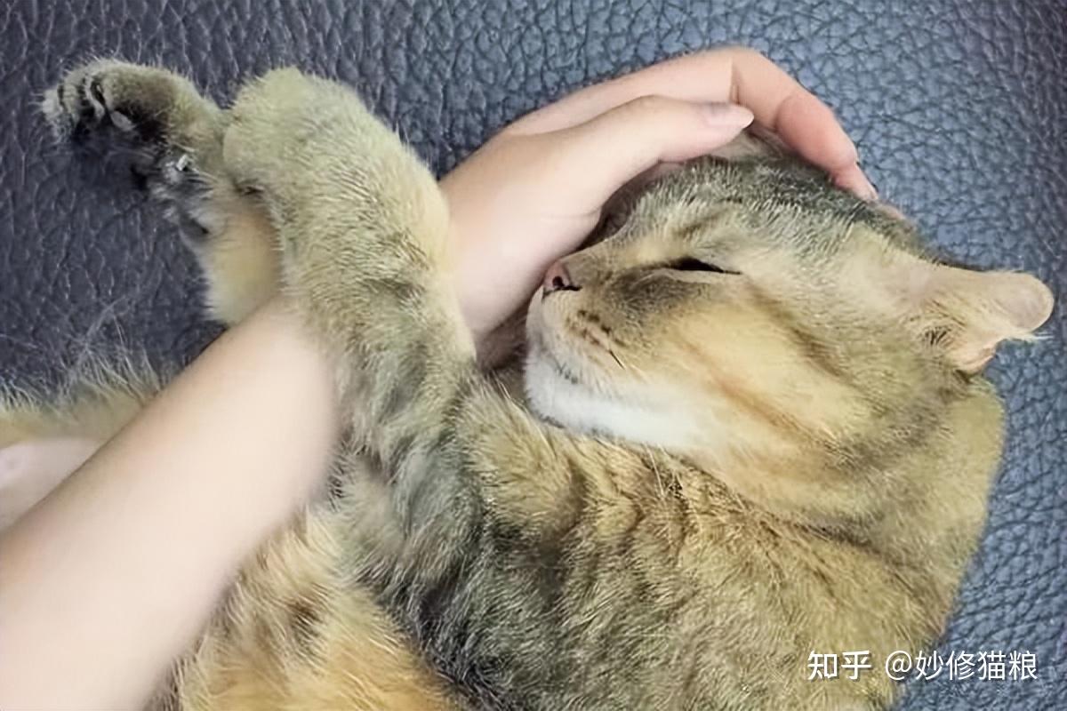 养猫过来人告诉你,你摸猫咪的头,它是这样认为的 - 知乎