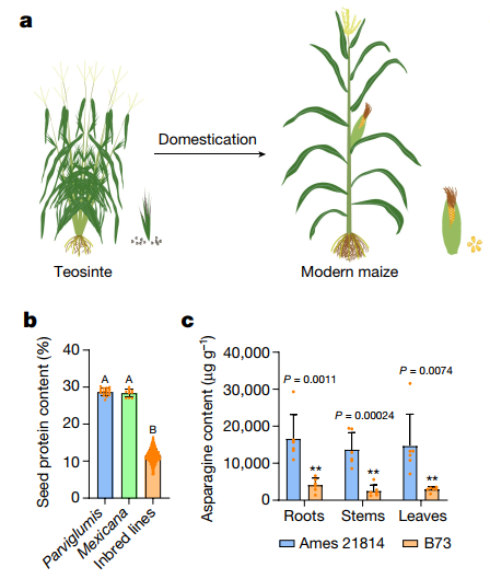 Nature | 中科院、上海师范大学研究团队揭示玉米蛋白含量和氮利用效率的重要遗传基础 - 知乎