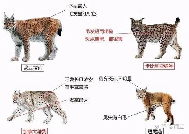 动物大揭秘:凶残的狼和软萌的猞猁,究竟谁是谁的天敌? - 知乎