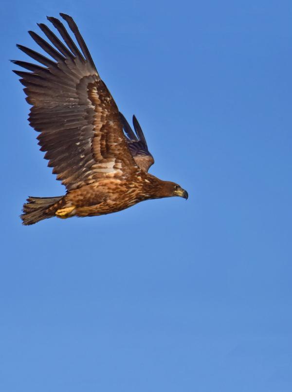 大鹏展翅大鹏展翅