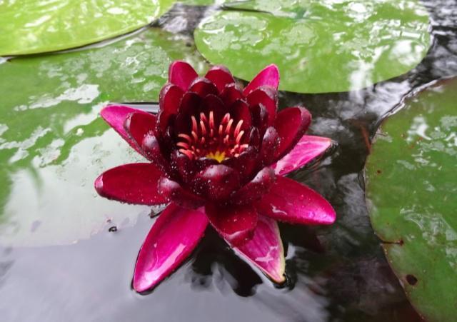 俊辉睡莲品种火冠奥毛斯特