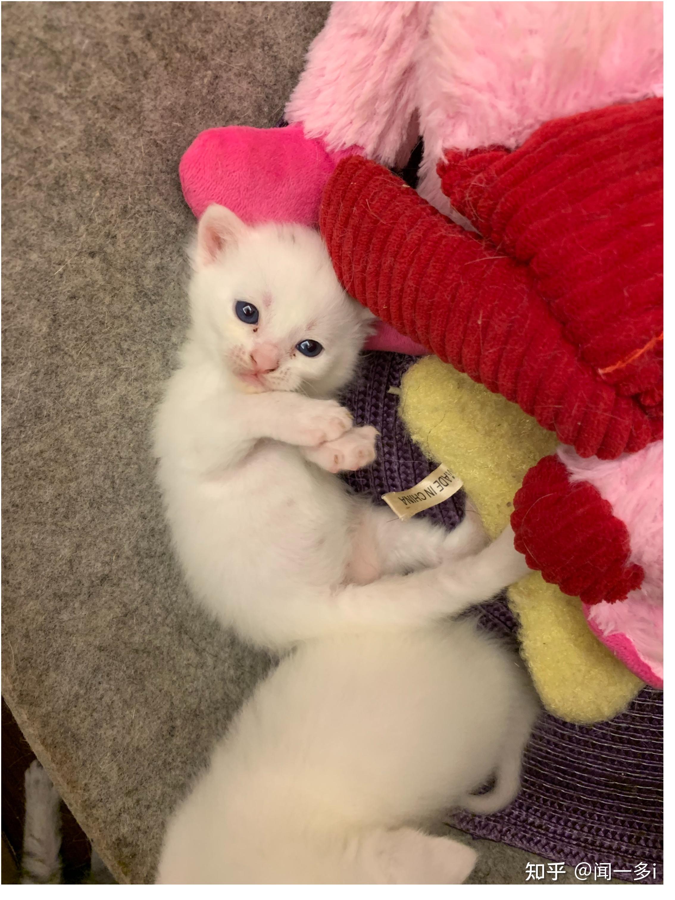 这只蓝眼白猫是英短吗