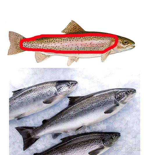 大家请看下面两种生鱼肉片,哪种为三文鱼?哪种是虹鳟鱼?