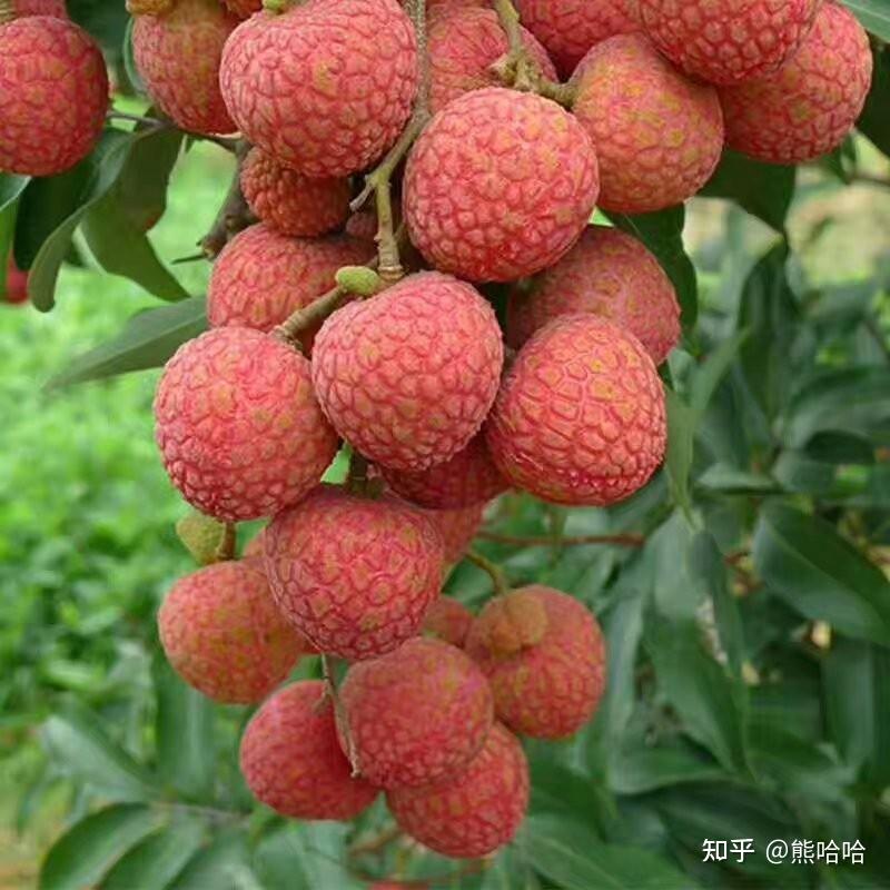 中国九大荔枝品种有哪些 - 知乎
