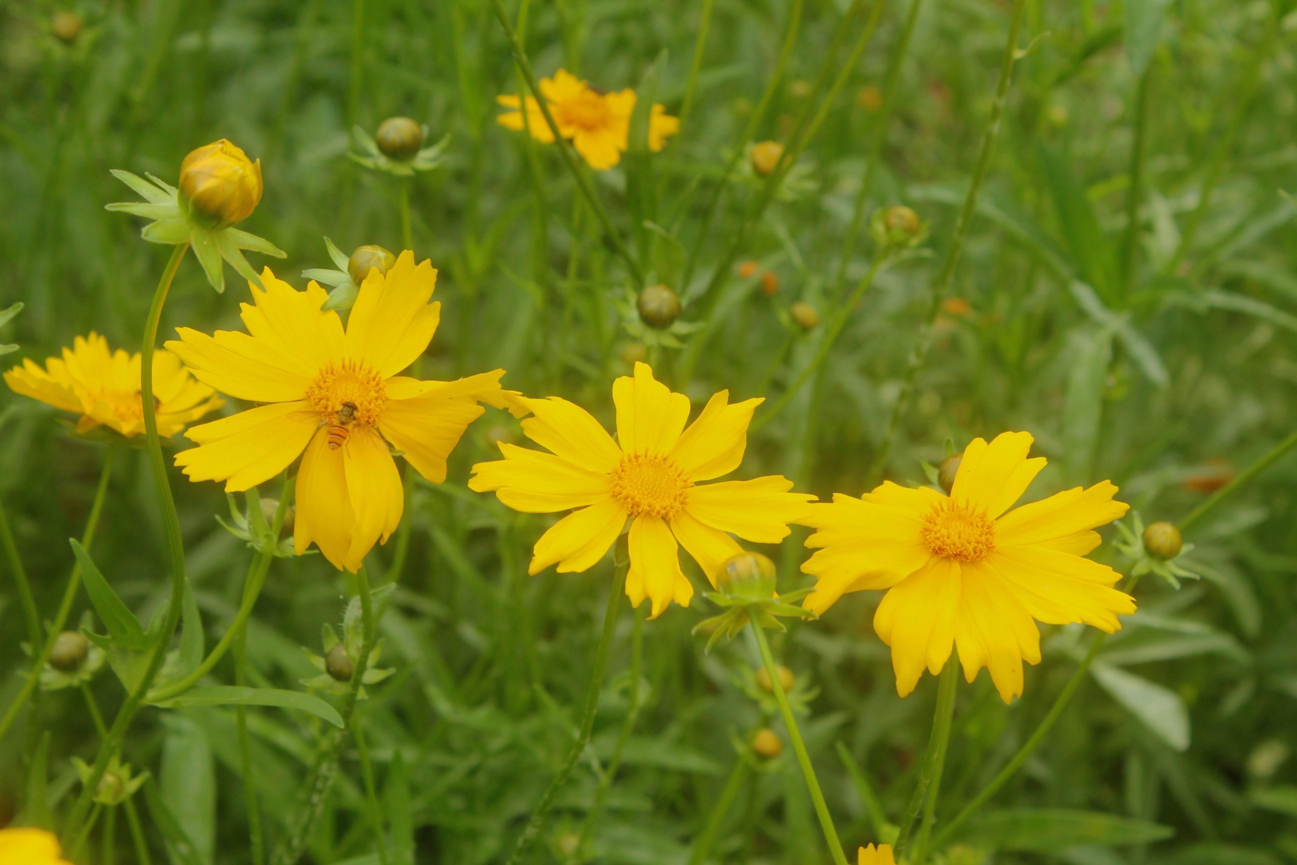 金鸡菊花开几朵