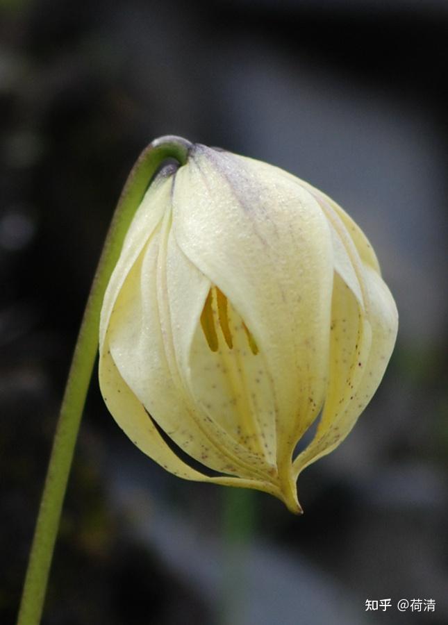 离天很近的那些植物尖被百合