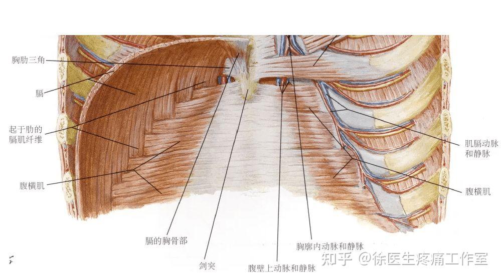 肋横突上韧带解剖图片图片