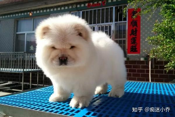 “小狮子”松狮犬,养它的人少,原来是这些原因 - 知乎