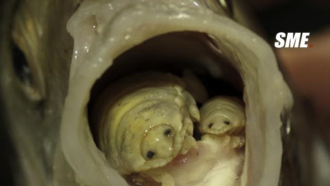 虱子可算是人类最讨厌的害虫之一了.