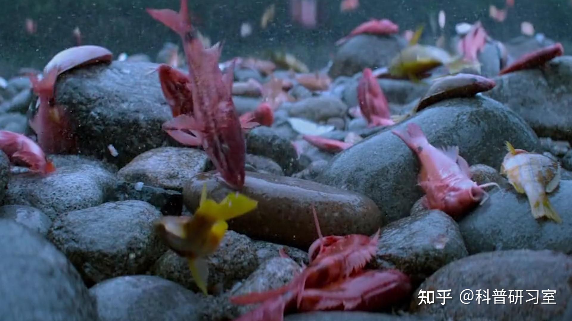 盘点3种最奇特的雨:印度血雨天降厄运,千万青蛙倾盆而下。 #鱼雨 #自然 #动物 - 知乎