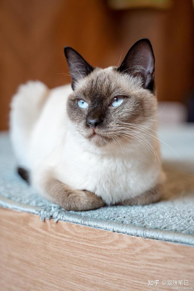 暹罗猫又称泰国猫,原产地也是在泰国,泰国古时叫作暹罗.