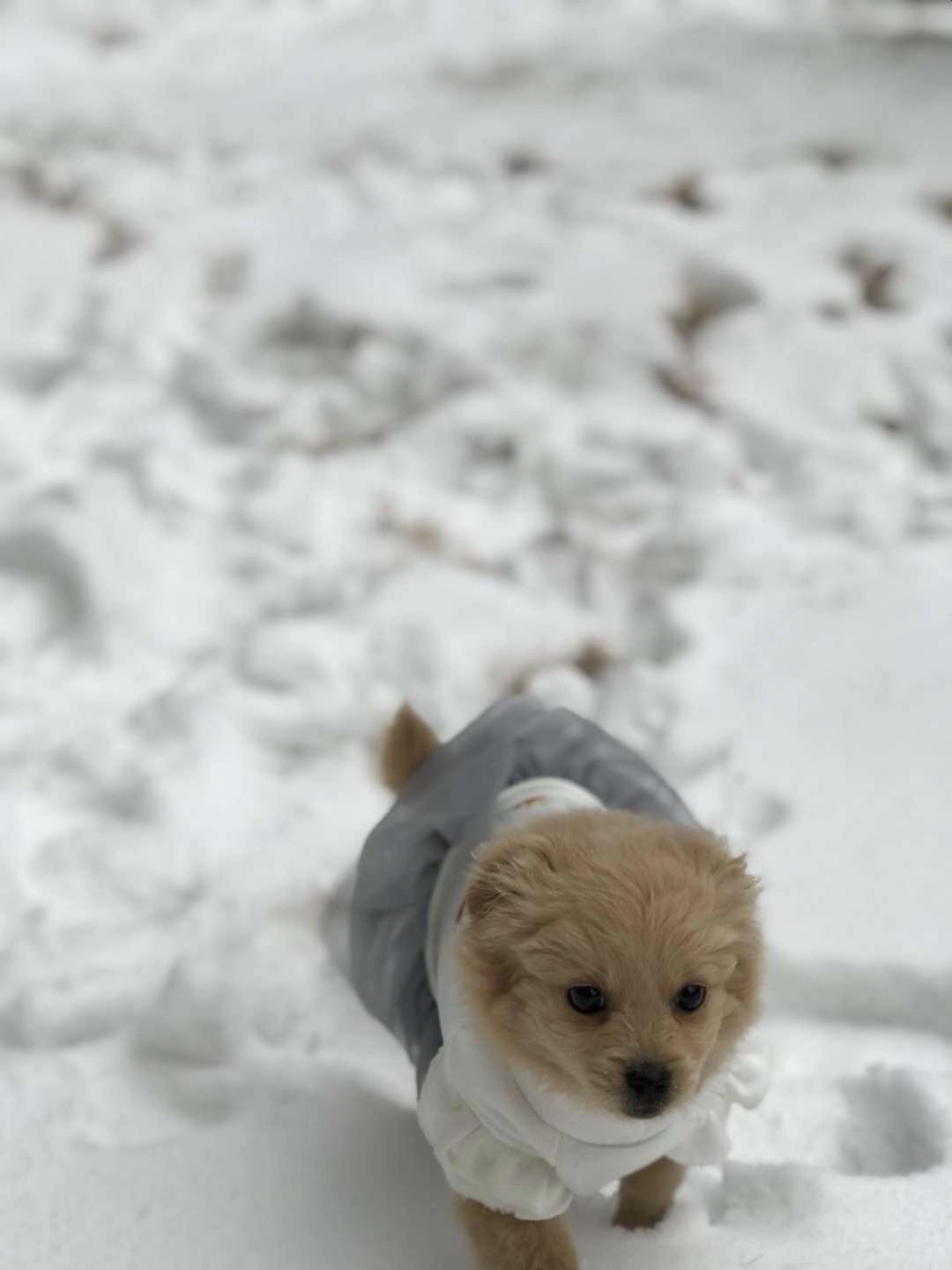 为什么大家不喜欢养土狗,土狗聪明吗?