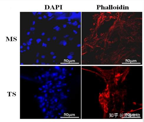 细胞骨架的染色神器——鬼笔环肽 - 知乎