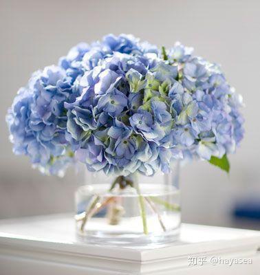 花记 让绣球陪你度过无尽的夏日吧 知乎