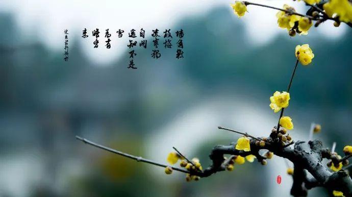 50幅梅花图，50首梅花诗！寒梅傲雪，孤高绝世！ - 知乎