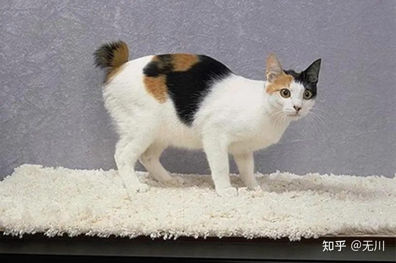 日本短尾猫:招财猫原型,一种绝佳的陪伴型宠物猫咪 - 知乎