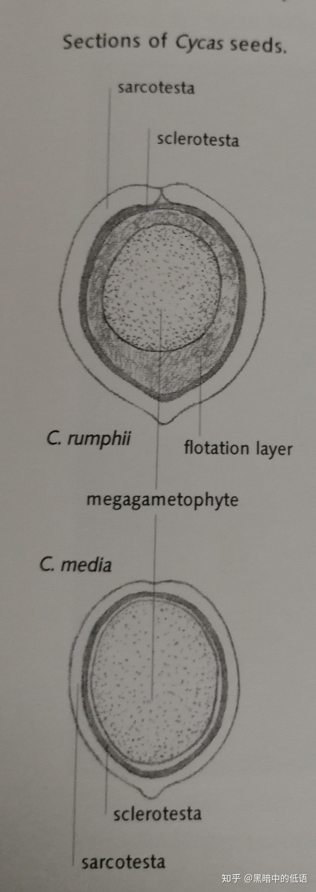 苏铁种子结构图片