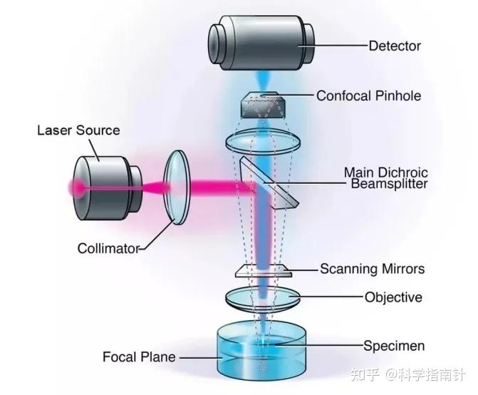 激光共聚焦显微镜下的微观世界 知乎eoa 4633