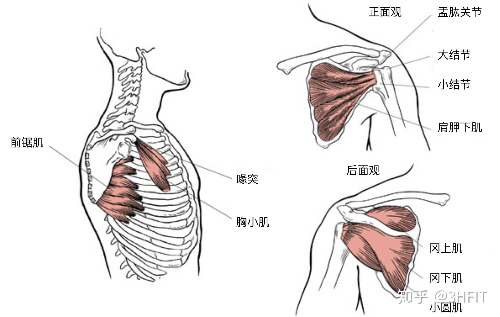 人体肩关节解剖示意图-人体解剖图,_医学图库