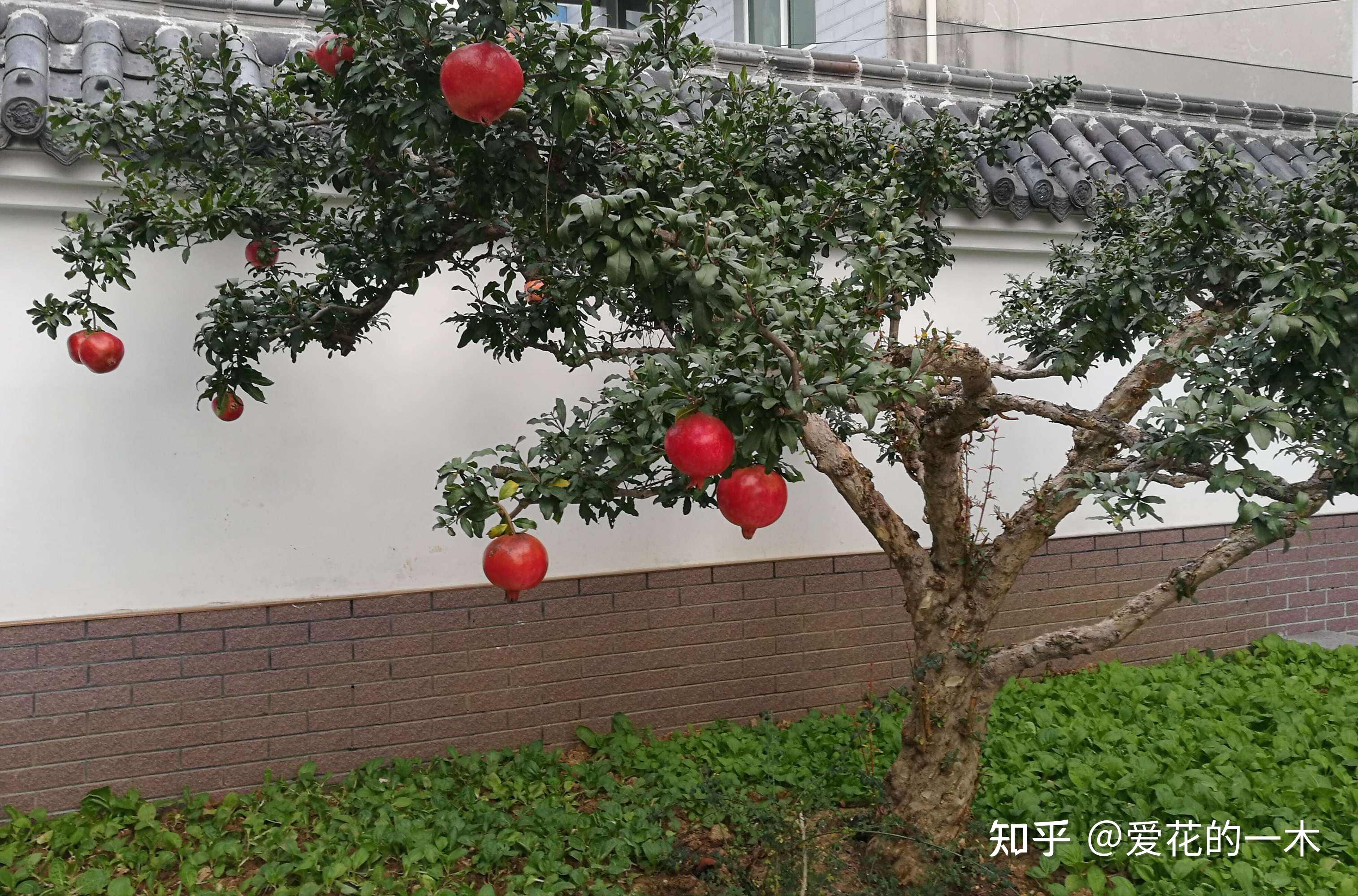 5种“富贵树”,适合种在院子里,能活上百年,后代都受益 - 知乎