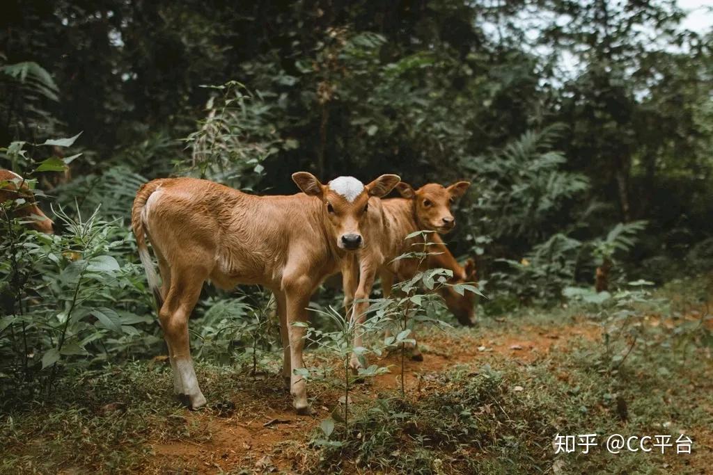 发生泛酸缺乏症的犊牛,其临床症状是厌食,生长发育缓慢或停滞,体重