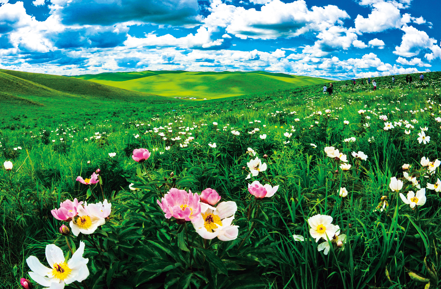 来乌拉盖旅游必去景点之三芍药谷