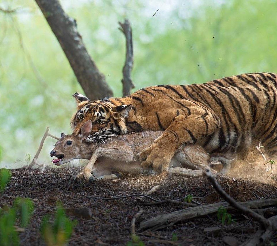 5岁雌虎体重170kg,它在4年内捕杀了13只花豹! 