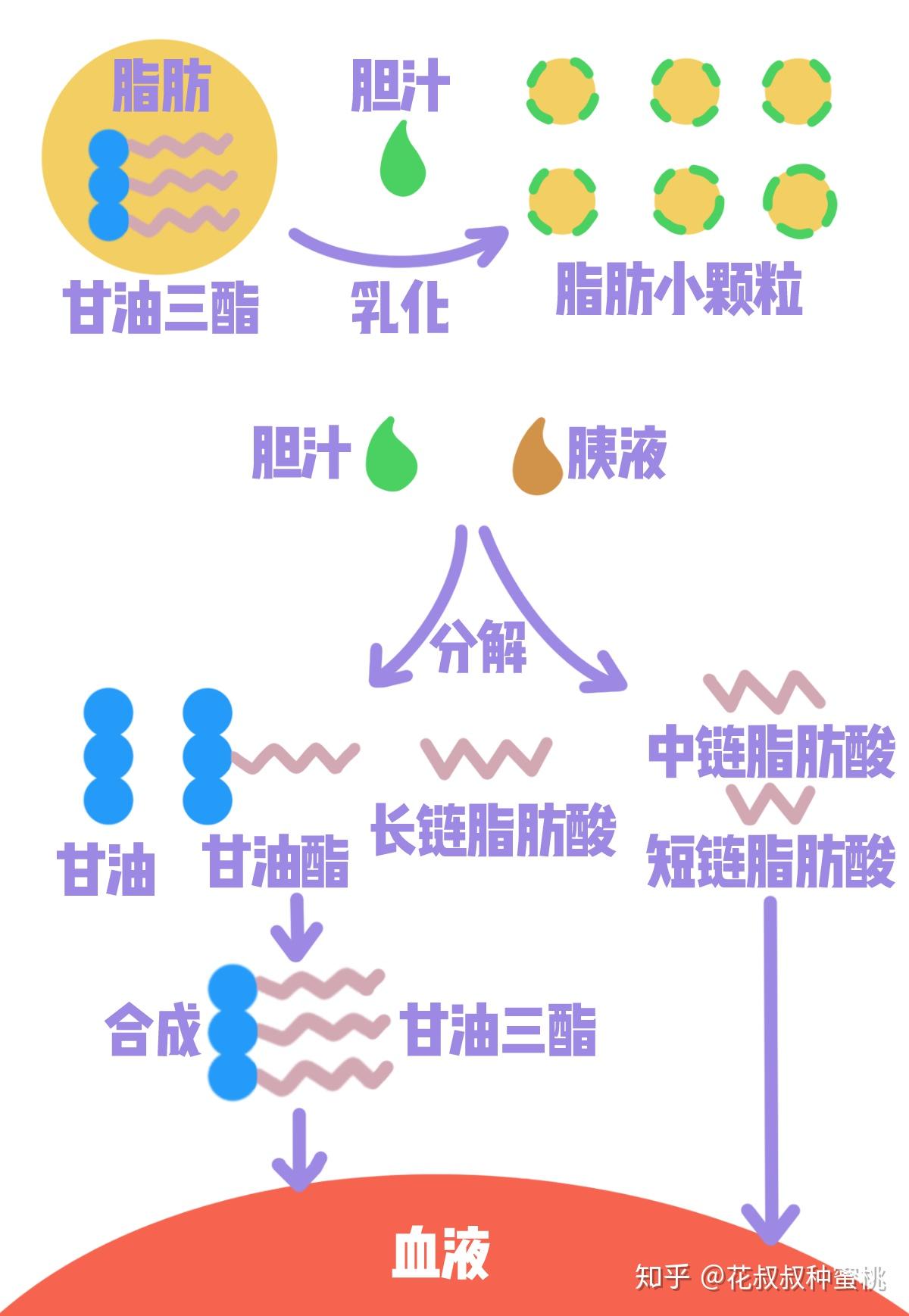 直接吸收食物脂肪被人体直接吸收并储存起来.