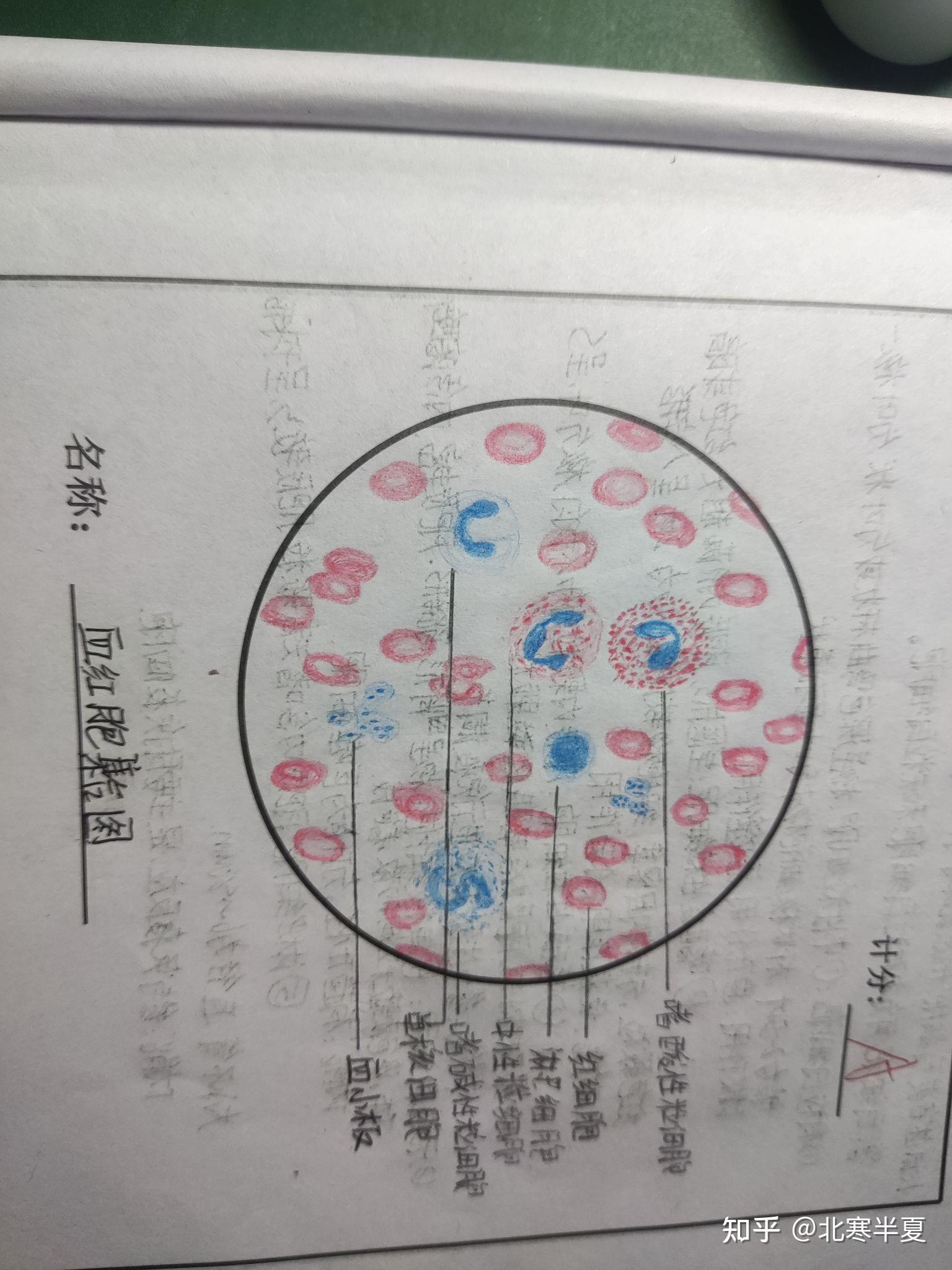 人血细胞手绘图图片