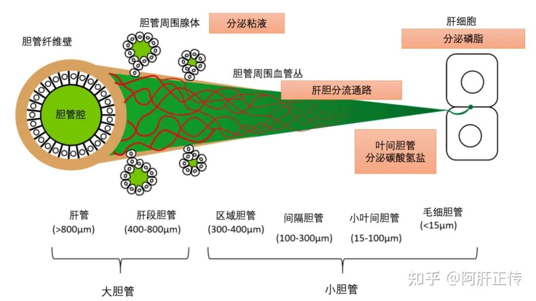 肝内的胆道系统的胚胎发育 - 知乎